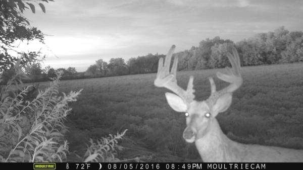 Trail Cam Photo