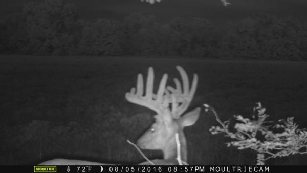 Trail Cam Photo