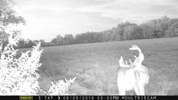 Trail Cam Photo