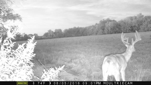 Trail Cam Photo