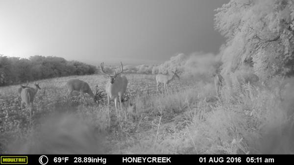 Trail Cam Photo