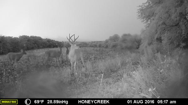 Trail Cam Photo