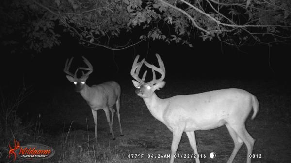 Trail Cam Photo