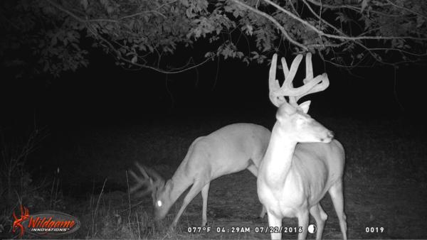 Trail Cam Photo