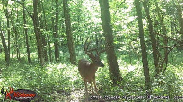 Trail Cam Photo