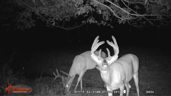 Trail Cam Photo