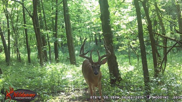 Trail Cam Photo