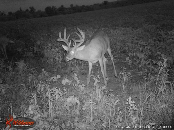 Trail Cam Photo