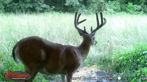 Trail Cam Photo