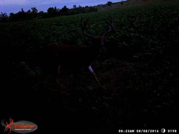 Trail Cam Photo