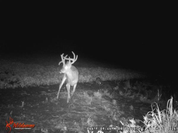 Trail Cam Photo