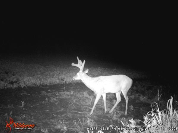 Trail Cam Photo