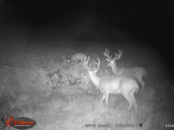 Trail Cam Photo