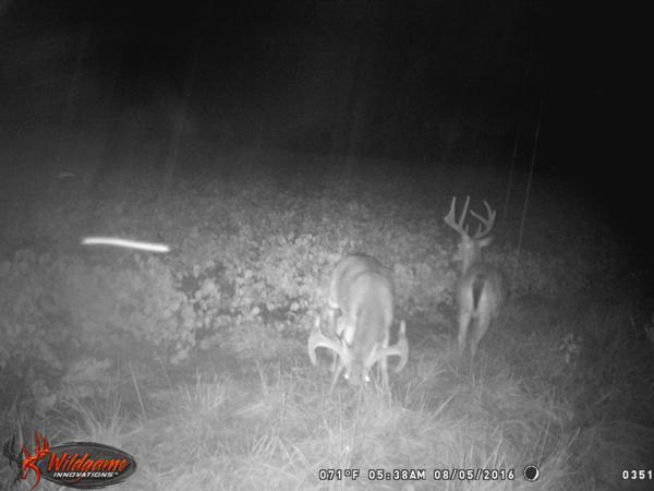 Trail Cam Photo