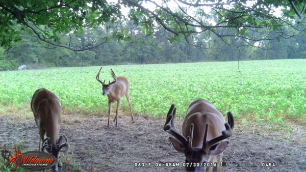 Trail Cam Photo