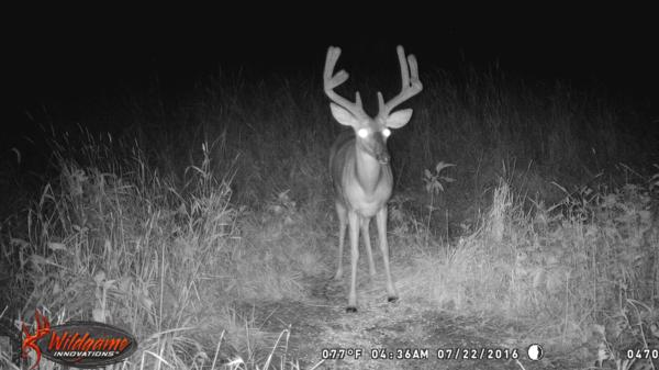 Trail Cam Photo