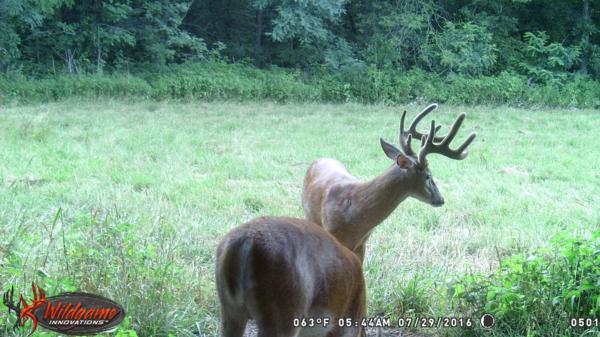 Trail Cam Photo