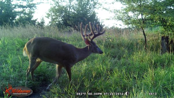 Trail Cam Photo