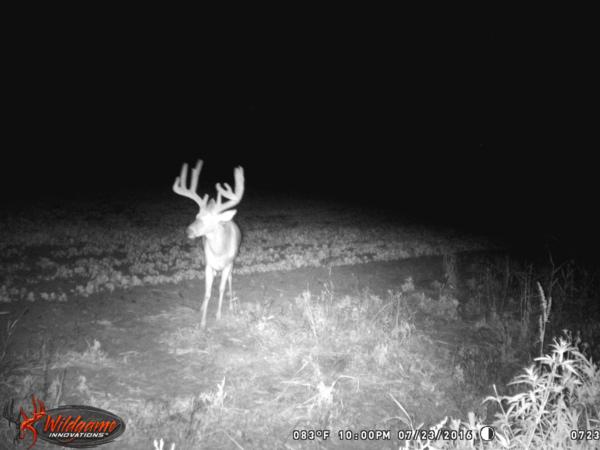 Trail Cam Photo