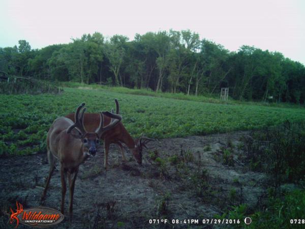 Trail Cam Photo