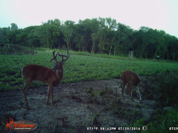 Trail Cam Photo