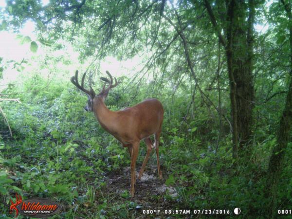 Trail Cam Photo