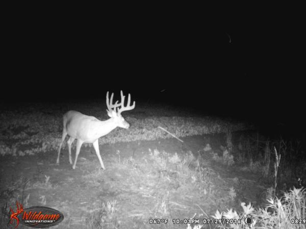 Trail Cam Photo