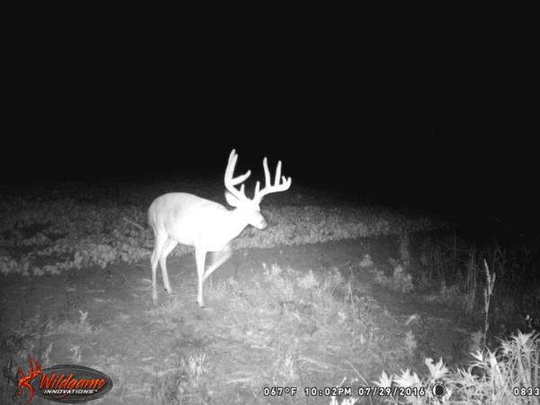 Trail Cam Photo