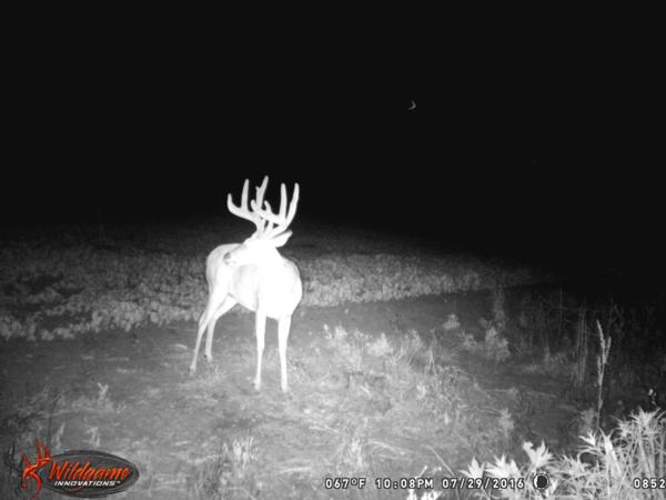 Trail Cam Photo