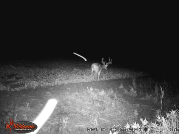 Trail Cam Photo