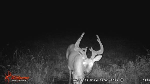 Trail Cam Photo