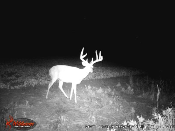 Trail Cam Photo