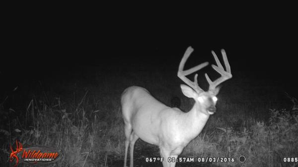 Trail Cam Photo