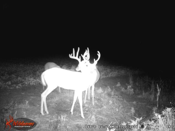 Trail Cam Photo