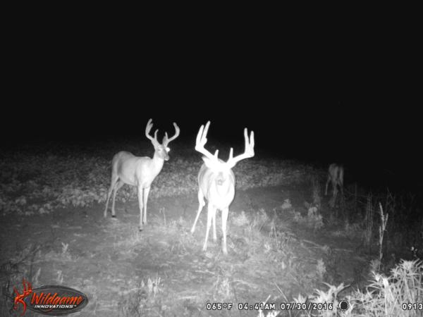 Trail Cam Photo