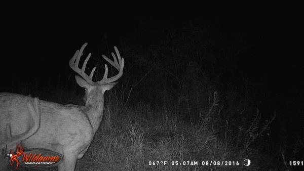 Trail Cam Photo