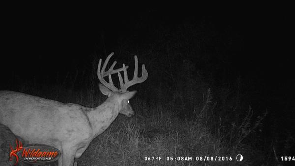 Trail Cam Photo