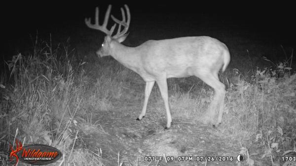 Trail Cam Photo